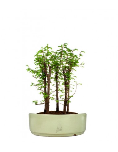 Metasequoia Boschetto L Metasequoia Boschetto L
