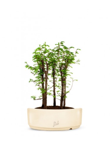 Metasequoia Boschetto L Metasequoia Boschetto L