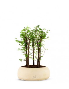 Metasequoia Boschetto L 2