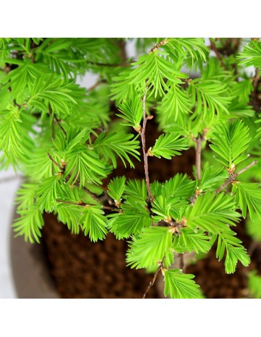 Metasequoia Boschetto L