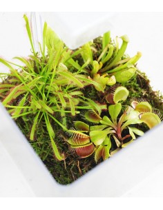 Mix piante carnivore in... 2