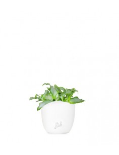 Murdannia loriformis...