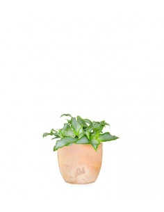 Murdannia loriformis... 2