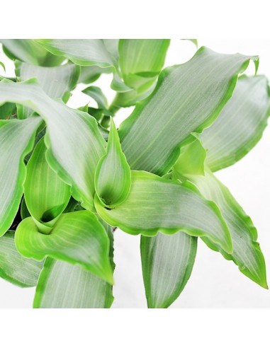 Murdannia loriformis "Bright Star"