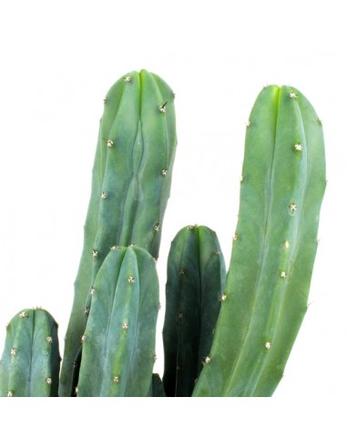 Myrtillocactus Geometrizans