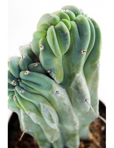 Myrtillocactus Geometrizans Crestato