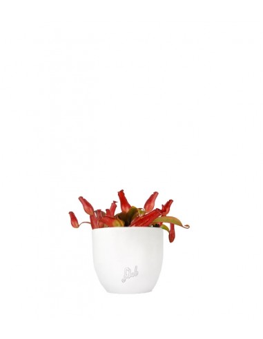 Nepenthes Bloody Mary