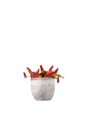 Nepenthes Bloody Mary