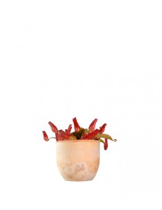 Nepenthes Bloody Mary 2
