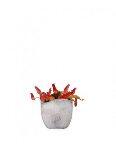 Nepenthes Bloody Mary