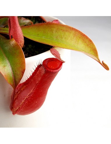 Nepenthes Bloody Mary