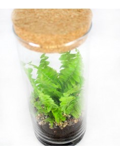 Nephrolepis duffy in terrarium 2