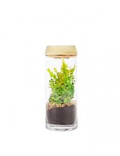 Nephrolepis duffy in...