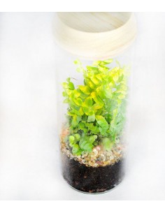 Nephrolepis duffy in... 2