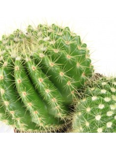 Notocactus 2