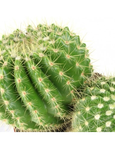 Notocactus