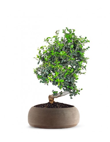 Olivo Europeo Esemplare 1. 12 anni