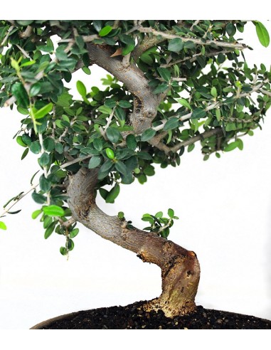 Olivo Europeo Esemplare 1. 12 anni