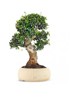 Olivo Europeo Esemplare 1....