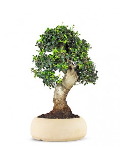 Olivastro Esemplare 1. 21 anni 2