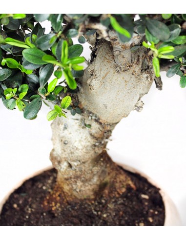 Olivo Europeo Esemplare 1. 21 anni