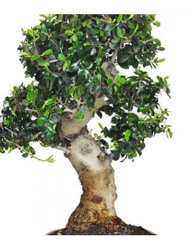 Olivo Europeo Esemplare 1. 21 anni