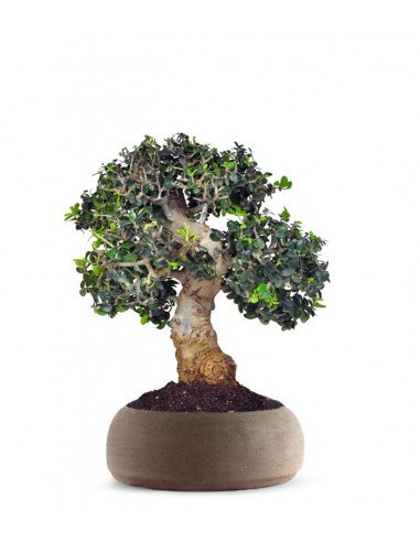 Olivo Europeo Esemplare 2. 21 anni Olivo Europeo Esemplare 2. 21 anni