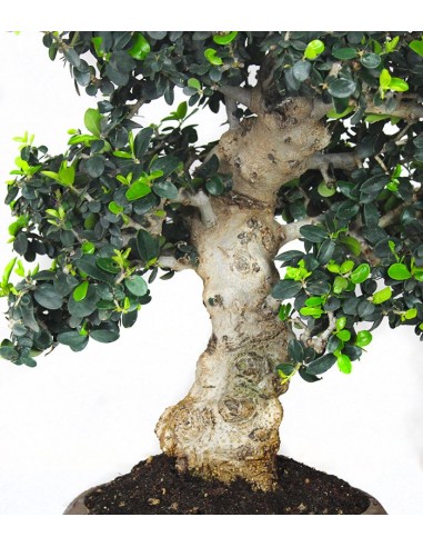 Olivastro Esemplare 2. 21 anni