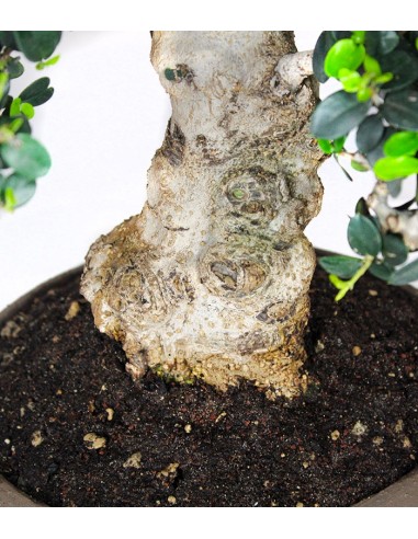 Olivastro Esemplare 2. 21 anni