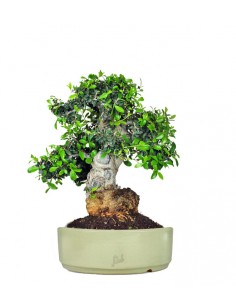 Olivo Europeo Esemplare 21...