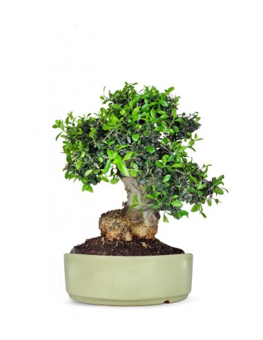 Olivastro Esemplare 20 anni