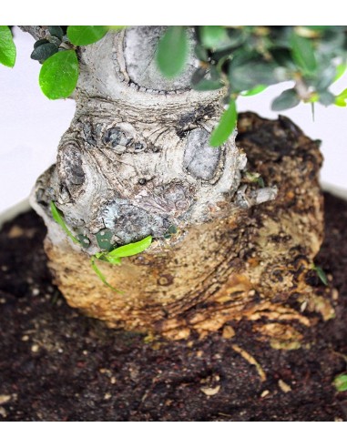 Olivastro Esemplare 20 anni