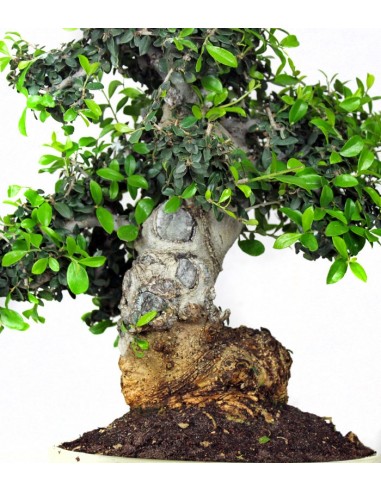 Olivastro Esemplare 20 anni