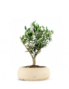 Olivo Bonsai