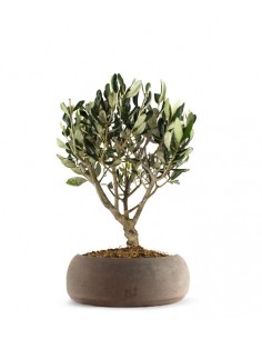 Olivo Bonsai 2