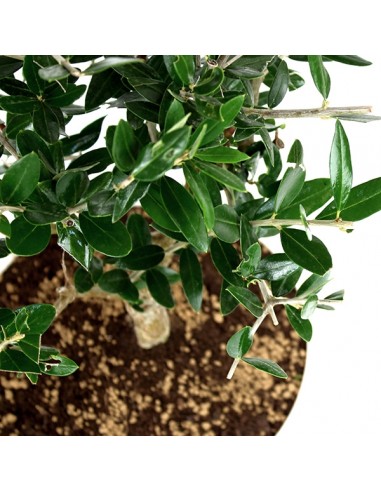 Olivo Bonsai Olivo Bonsai