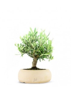 Olivo Italiano 2