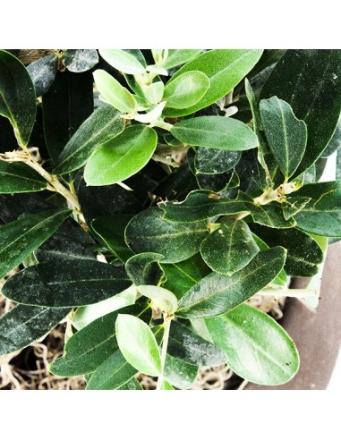 Olivo XL