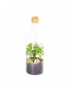 Olmo bonsai in terrarium