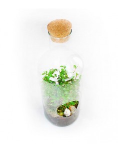 Olmo bonsai in terrarium 2