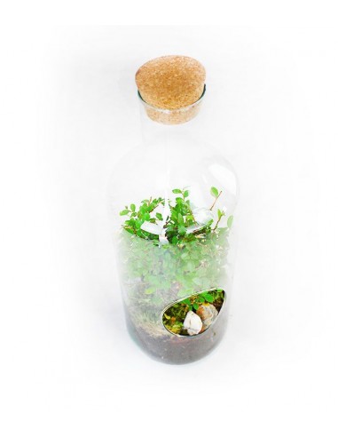 Olmo bonsai in terrarium