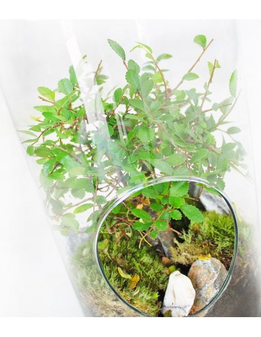 Olmo bonsai in terrarium