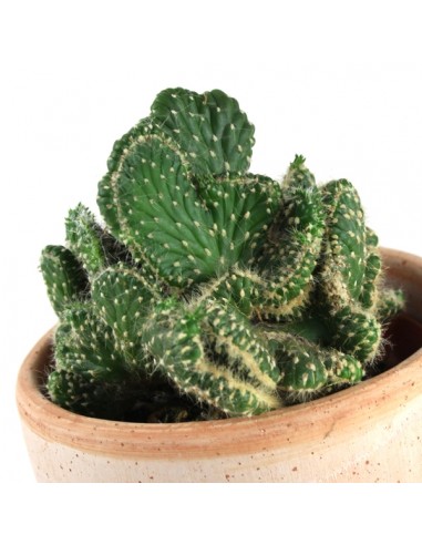 Opuntia cilindrica crestata