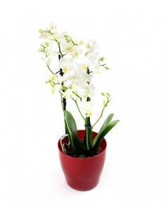 Orchidea Bianca vaso rosso