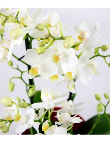 Orchidea Bianca vaso rosso