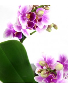 Orchidea rosa 2
