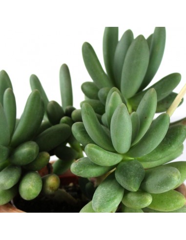 Pachyphytum fittkauii