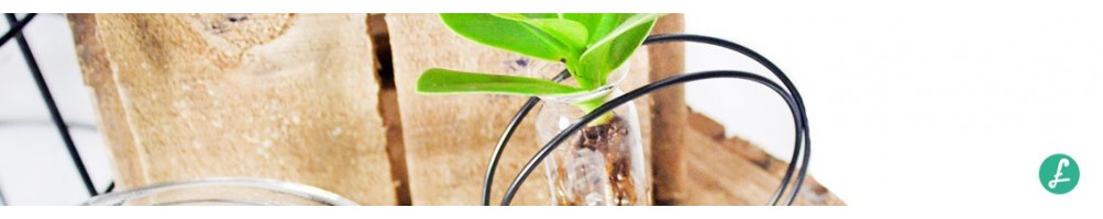 Plants in glass vase | wide assortment and prices