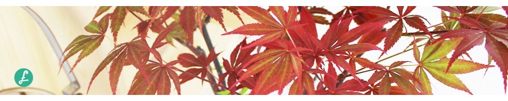 Aceri bonsai in vendita online| Di tutti gli stili e misure