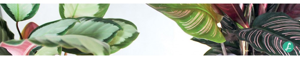 Green Lifestyle - Acquista piante Online, sfoglia il nostro catalogo!